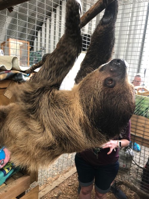 A sloth hanging from a branch inside an enclosure, with a person partially visible in the background.