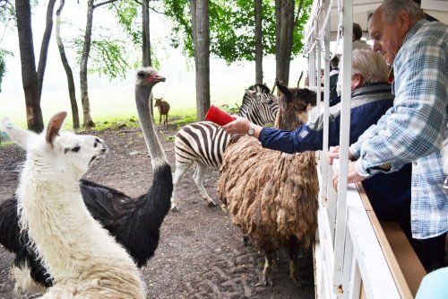A group of people feeding various animals, including llamas, ostriches, and zebras, from a vehicle in a wooded area.