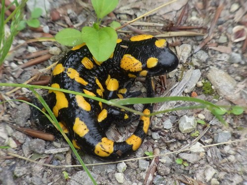 A black and yellow spotted salamander resting on gravel, surrounded by small plants and grass.