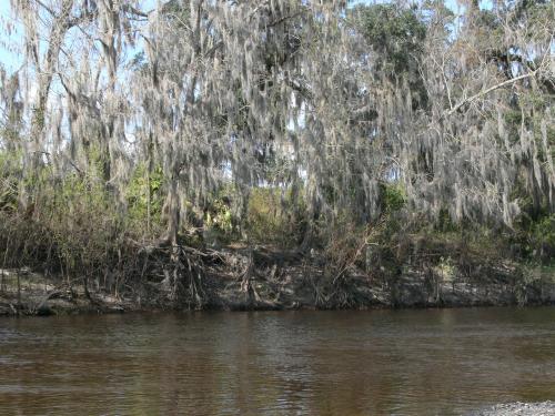 A serene riverbank lined with trees draped in Spanish moss, reflecting calm waters under a clear sky.