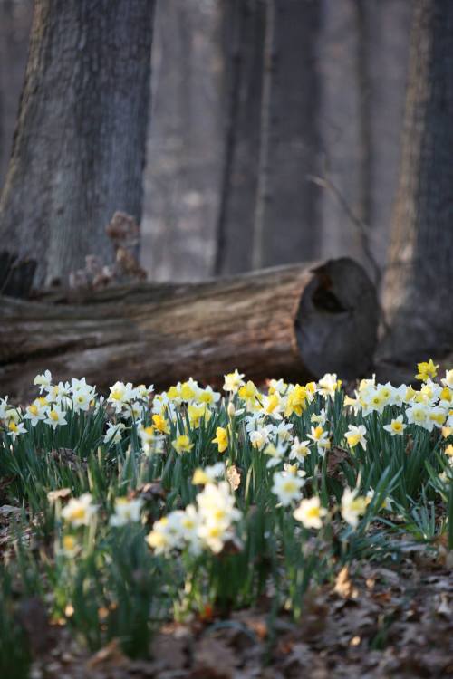 A field of yellow and white daffodils blooms in a forest, with a fallen log and trees in the background.