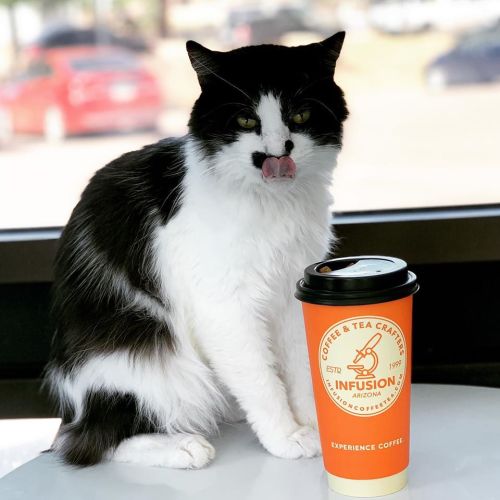 A black and white cat sits next to a coffee cup, licking its lips, in a bright café setting.