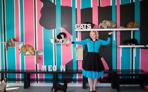 A woman in a blue dress stands in a colorful room with cats on shelves and a "MEOW" sign on the wall.