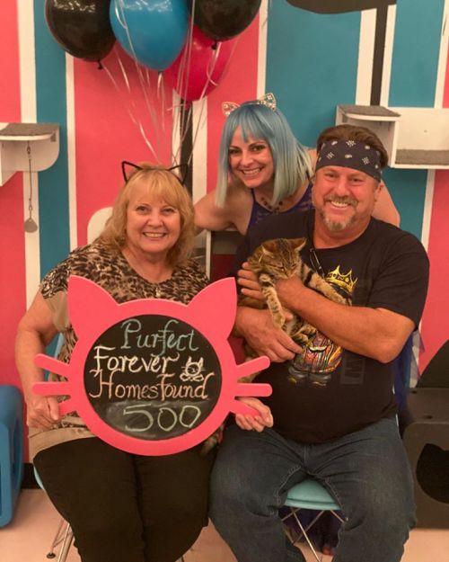 A woman with blue hair and cat ears poses with a couple holding a kitten, next to a sign that says "Perfect Forever Homestound."