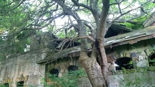 An old, abandoned building partially covered by overgrown trees and foliage, with a crumbling stone facade.