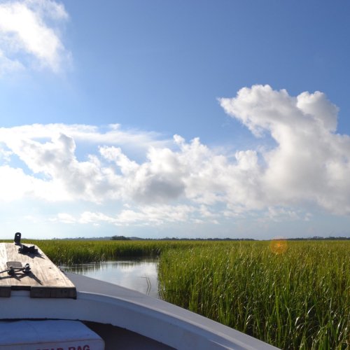 A boat's bow on a calm waterway surrounded by tall green grass under a blue sky with fluffy white clouds.