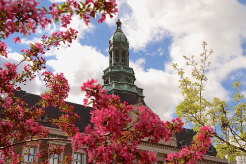 A building with a green tower peeks through blooming pink flowers under a partly cloudy sky.