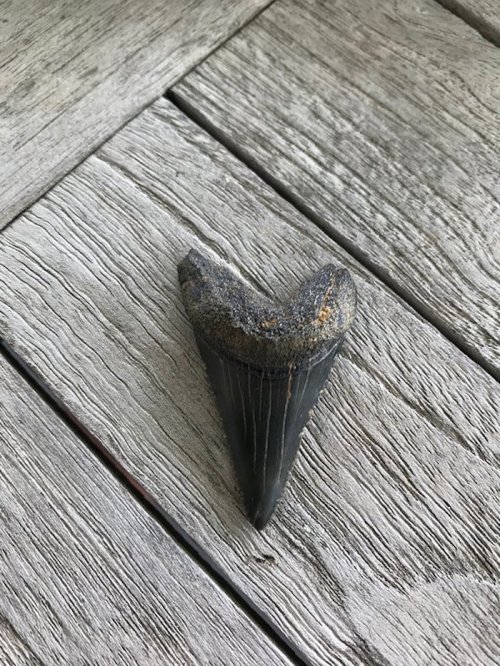 A large, dark fossilized shark tooth resting on a weathered wooden surface.