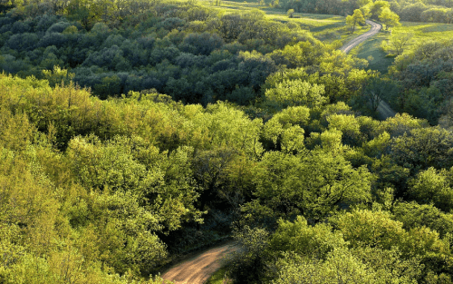 Aerial view of lush green trees and a winding dirt path through a vibrant landscape.