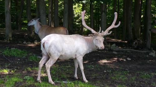 A white deer with antlers stands in a forest, with another deer in the background among the trees.