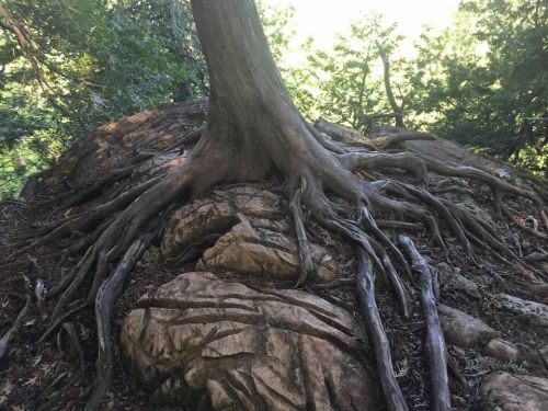 A large tree with sprawling roots growing over rocky terrain in a lush, green environment.