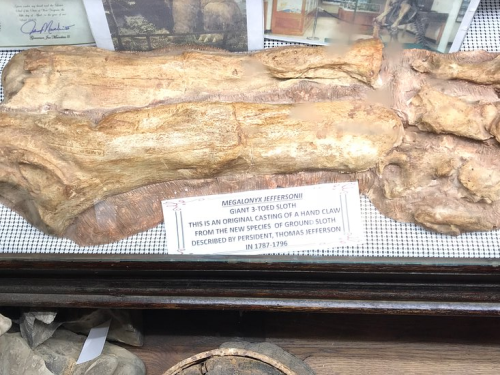 Fossilized dinosaur bones displayed in a glass case with an informational plaque.