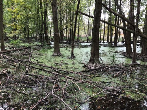 A serene wetland scene with trees, fallen branches, and green algae covering the water's surface.
