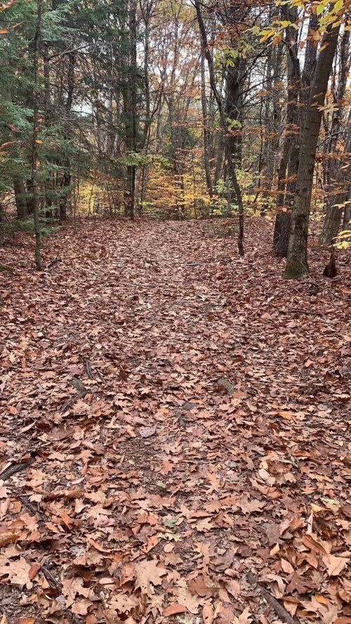 A forest path covered in fallen leaves, surrounded by trees with autumn foliage.