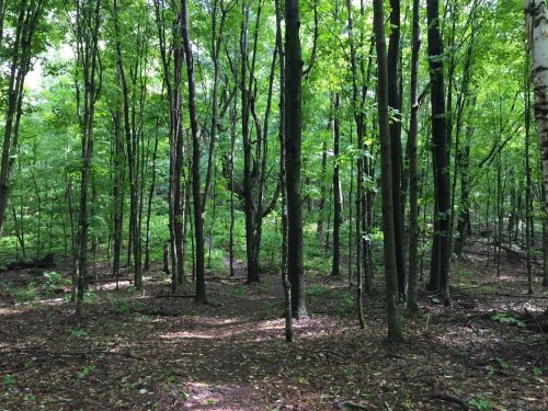 A lush green forest with tall trees and a dirt path winding through the underbrush. Sunlight filters through the leaves.
