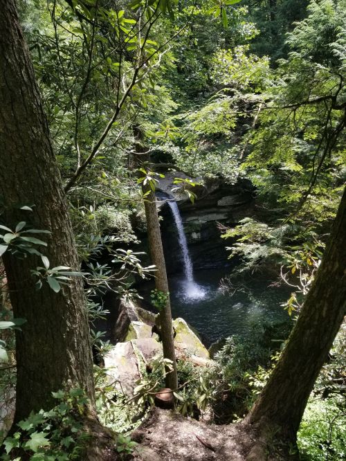 A serene waterfall cascades into a tranquil pool, surrounded by lush greenery and tall trees.