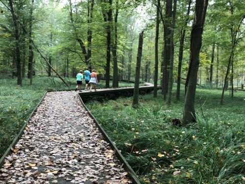 Three people walking on a wooden path through a lush, green forest with fallen leaves.