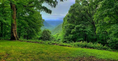 Lush green forest with a valley view, mountains in the distance under a cloudy sky.