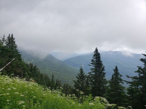 A misty mountain landscape with lush green trees and wildflowers in the foreground under a cloudy sky.
