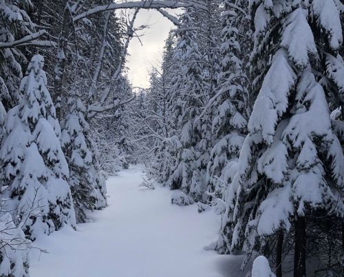 A serene winter landscape featuring snow-covered trees lining a quiet, snowy path.