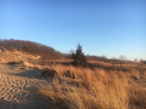 A sandy path leads through tall grass and sparse trees under a clear blue sky.