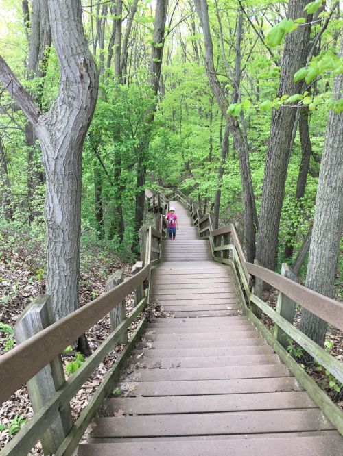 A person walks up a wooden staircase through a lush green forest.