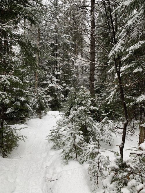 A snowy forest path surrounded by tall evergreen trees, creating a serene winter landscape.