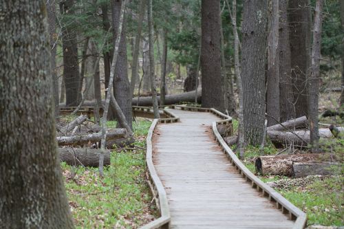 A winding wooden boardwalk through a forest, surrounded by trees and fallen logs, with green foliage on the ground.