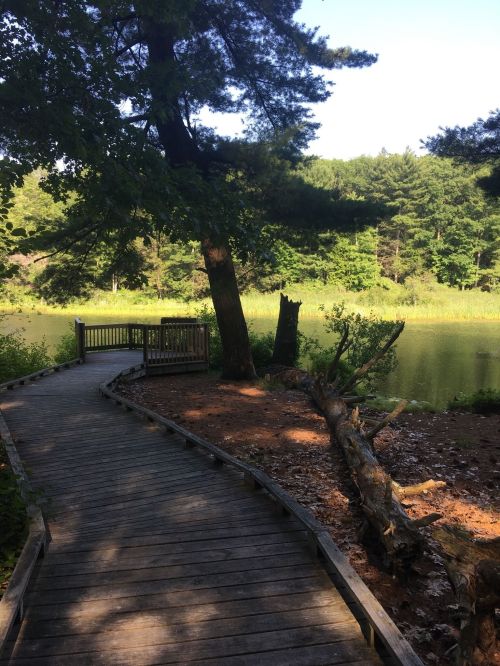 A wooden walkway curves along a serene pond, surrounded by lush greenery and trees under a clear blue sky.