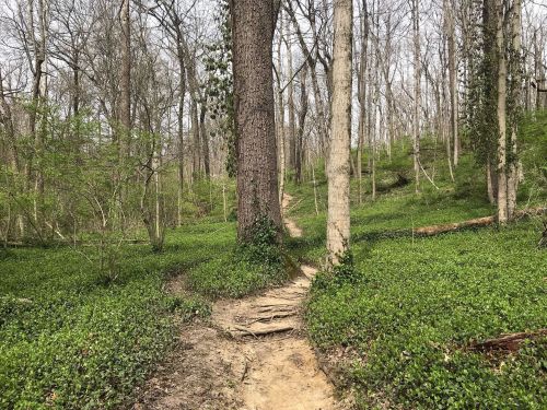 A winding dirt path through a lush green forest with tall trees and sparse foliage.
