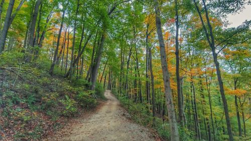 A winding dirt path through a vibrant forest with green and autumn-colored leaves.