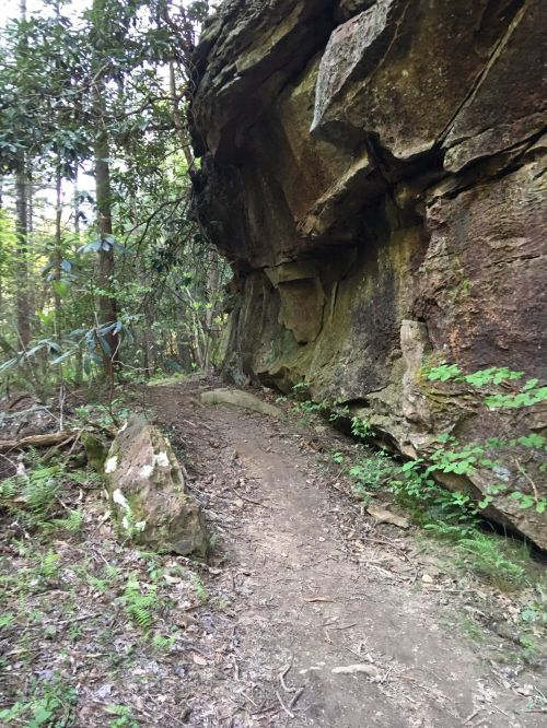 A narrow dirt path winds through a forest, flanked by a large rock formation and lush greenery.