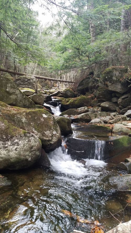 A serene stream flows over moss-covered rocks, surrounded by lush green trees in a tranquil forest setting.
