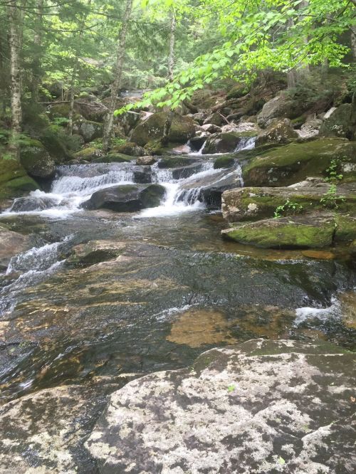 A serene stream flows over rocks, surrounded by lush green trees in a peaceful forest setting.