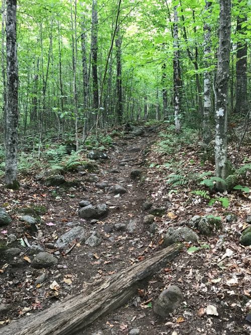 A rocky trail winding through a lush green forest with trees and ferns on either side.