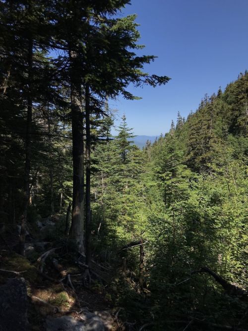 A lush forest scene with tall trees and a clear blue sky in the background, showcasing vibrant greenery.