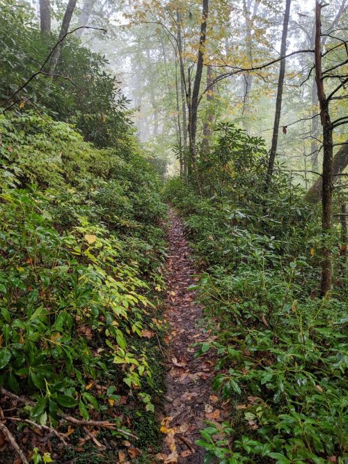 A narrow, muddy trail winds through lush greenery and trees in a misty forest.