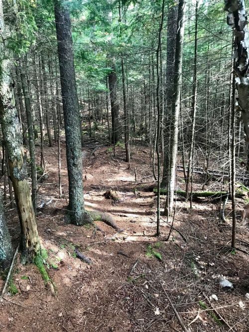 A serene forest scene with tall trees, scattered branches, and a soft, earthy path winding through the underbrush.