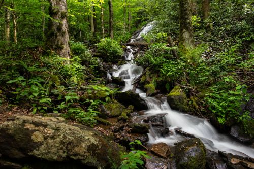A serene forest scene featuring a cascading stream surrounded by lush greenery and rocky terrain.