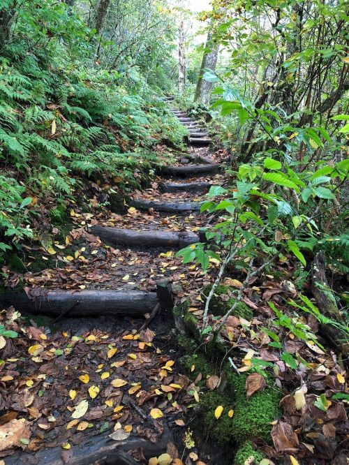 A winding forest trail made of wooden steps, surrounded by lush greenery and scattered autumn leaves.