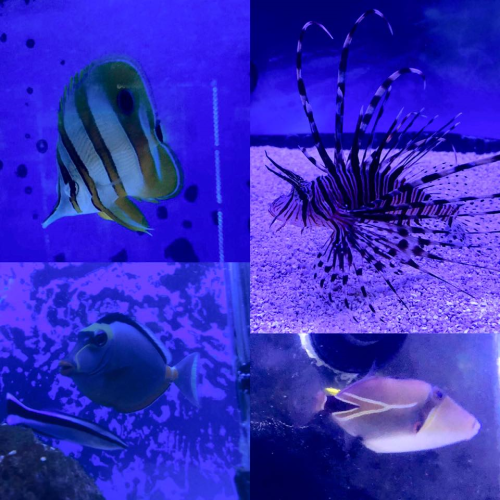 Four colorful fish in a blue-lit aquarium, featuring a butterfly fish, lionfish, tang, and a triggerfish.