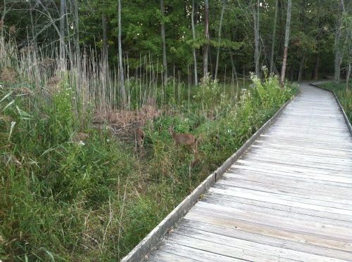 Two deer are seen near a wooden boardwalk surrounded by lush greenery and tall grasses.