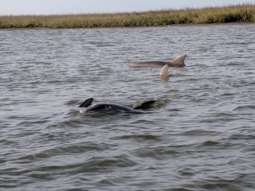 Two dolphins swimming in a calm waterway, with grassy banks in the background.
