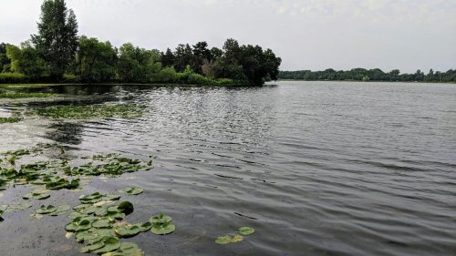 A serene lake scene with lily pads, surrounded by trees and a calm water surface under a cloudy sky.