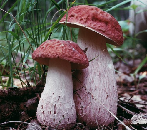 Two mushrooms with reddish-brown caps and white stems growing among green grass and soil.