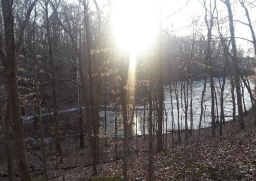 Sunlight filters through trees over a frozen river, surrounded by bare branches and fallen leaves in a serene forest.