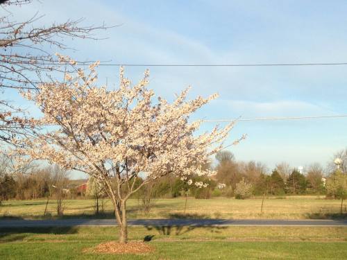 A blooming cherry tree stands in a grassy field under a clear blue sky, with distant trees and a road in the background.