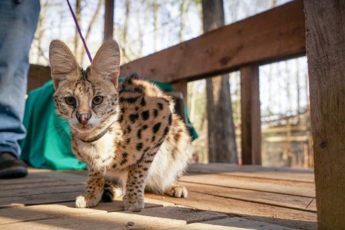 A spotted serval cat on a wooden deck, with trees in the background and a person’s legs visible nearby.