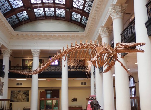 A large dinosaur skeleton displayed in a museum, suspended from the ceiling amidst tall columns and natural light.