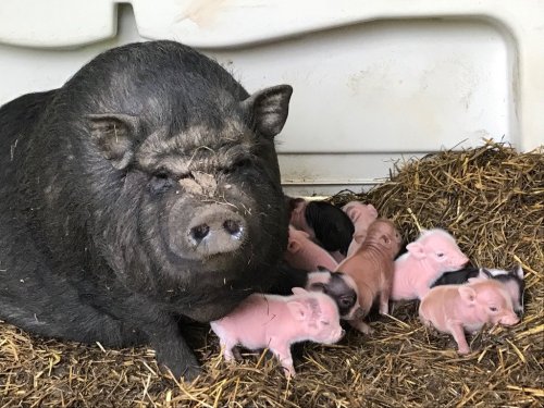 A mother pig resting beside her piglets in a straw-filled enclosure.